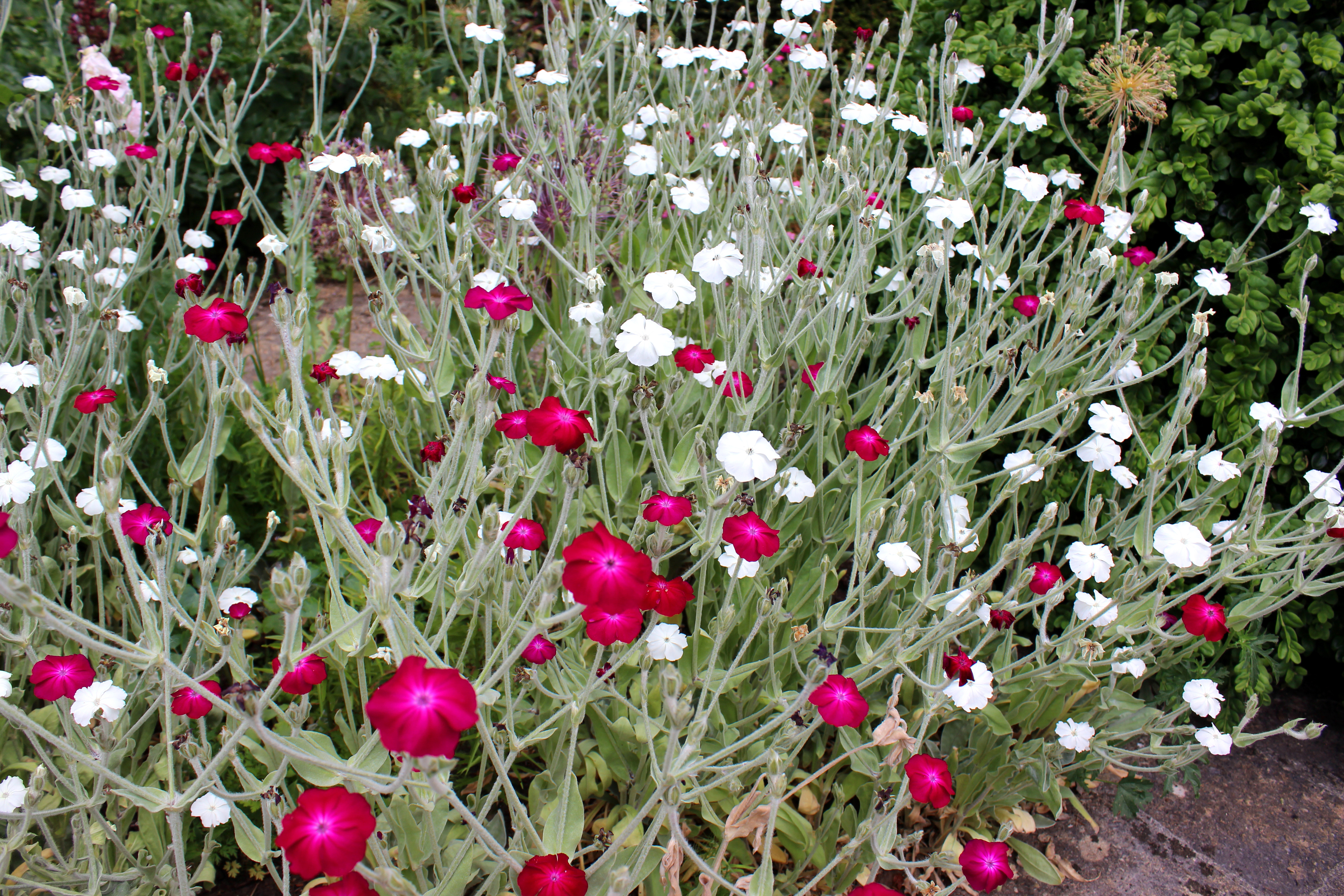 Kronelimurt, Silene coronaria. Foto: Istock/mtreasure