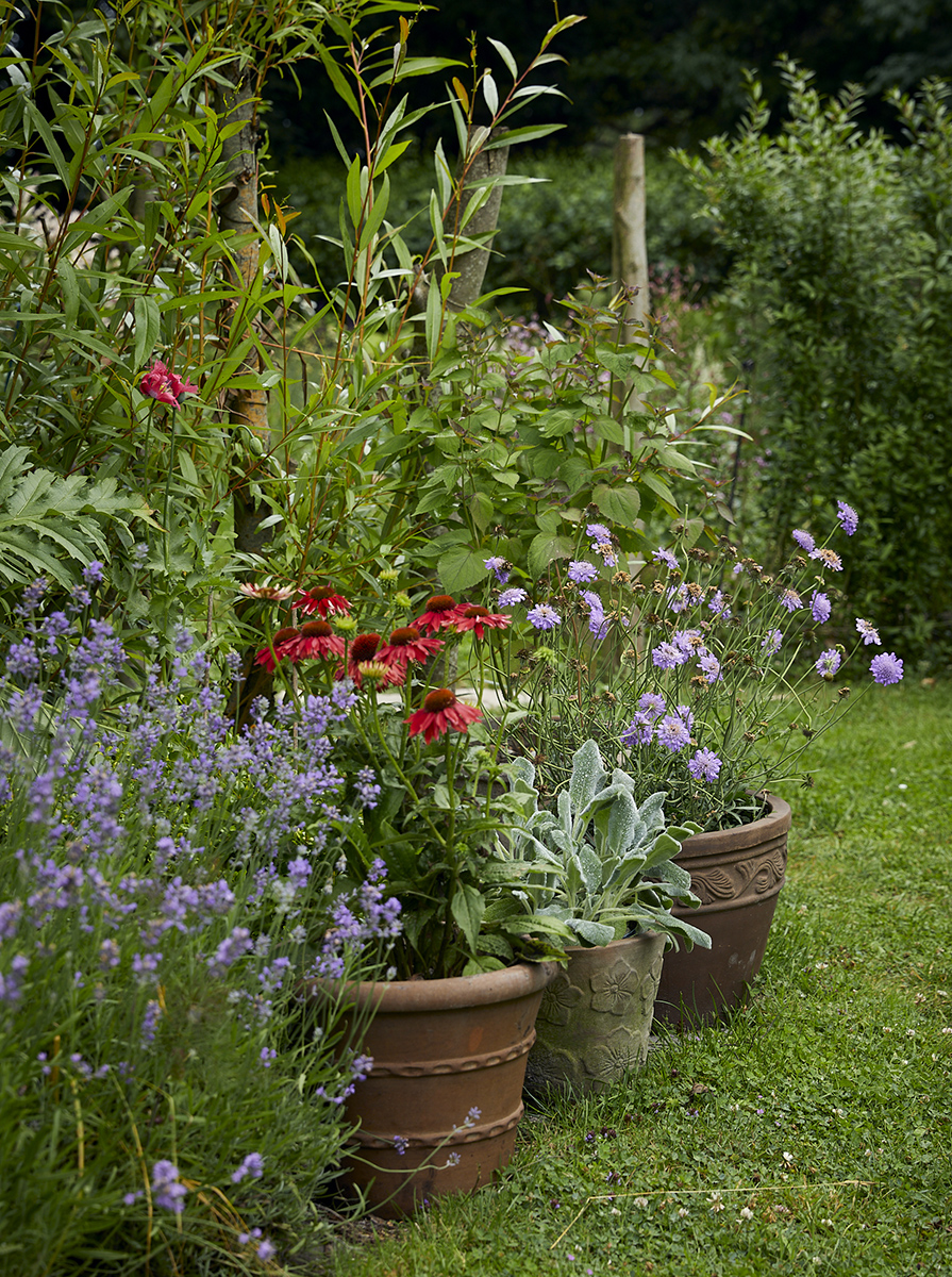 Lavendel og i krukkerne bl.a. purpursolhat og skabiose - alle er rigtigt gode nektarplanter for insekterne. Foto: Thomas Evldsen.