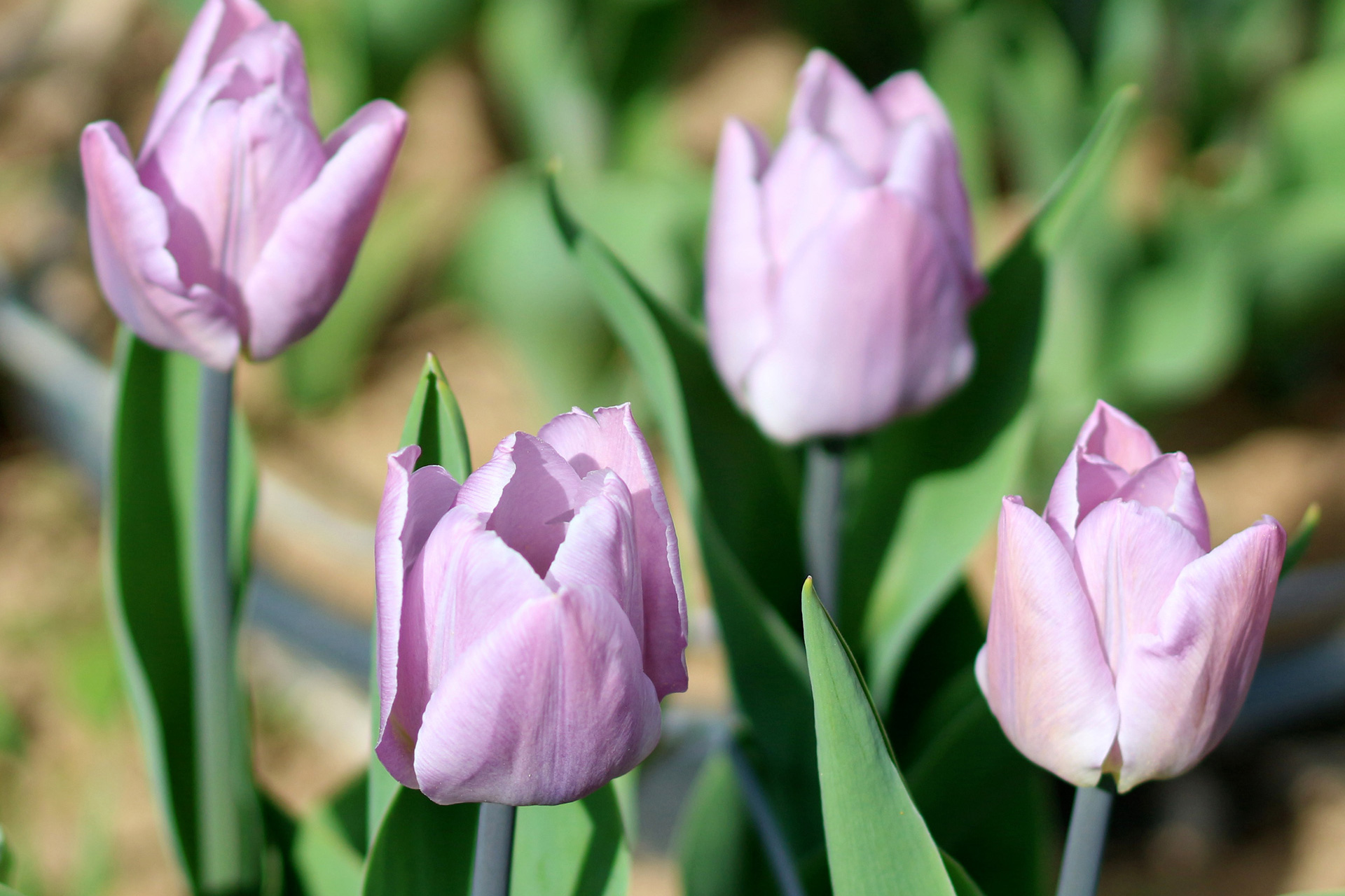 Tulipan 'Candy Prince'. Foto: Wikimedia