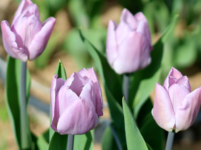 Tulipan 'Candy Prince'. Foto: Wikimedia