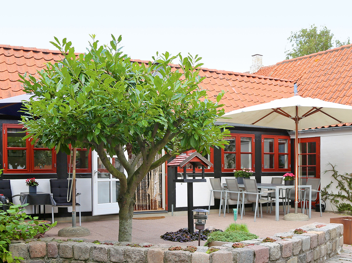 Laurbærkirsebær kan opstammes og holdes som et lille, stedsegrønt træ. Det er gjort på flot vis her i Byhaven i Ebeltoft hos Lisbeth Rosdahl og Bent Dall. Foto Ann Malmgren.