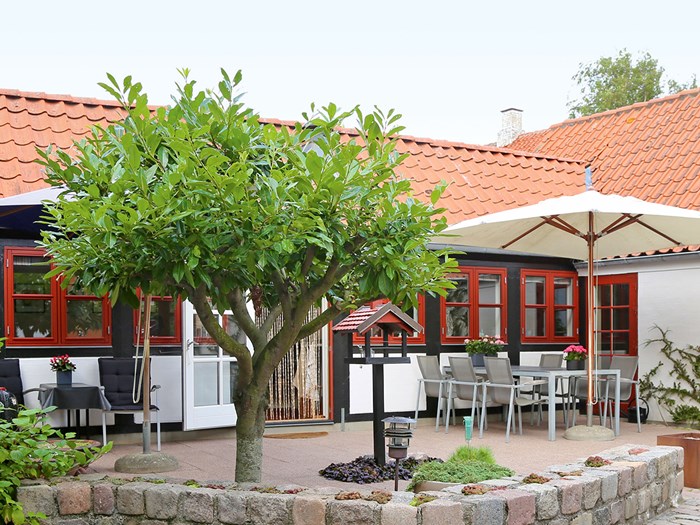 Laurbærkirsebær kan opstammes og holdes som et lille, stedsegrønt træ. Det er gjort på flot vis her i Byhaven i Ebeltoft hos Lisbeth Rosdahl og Bent Dall. Foto Ann Malmgren.