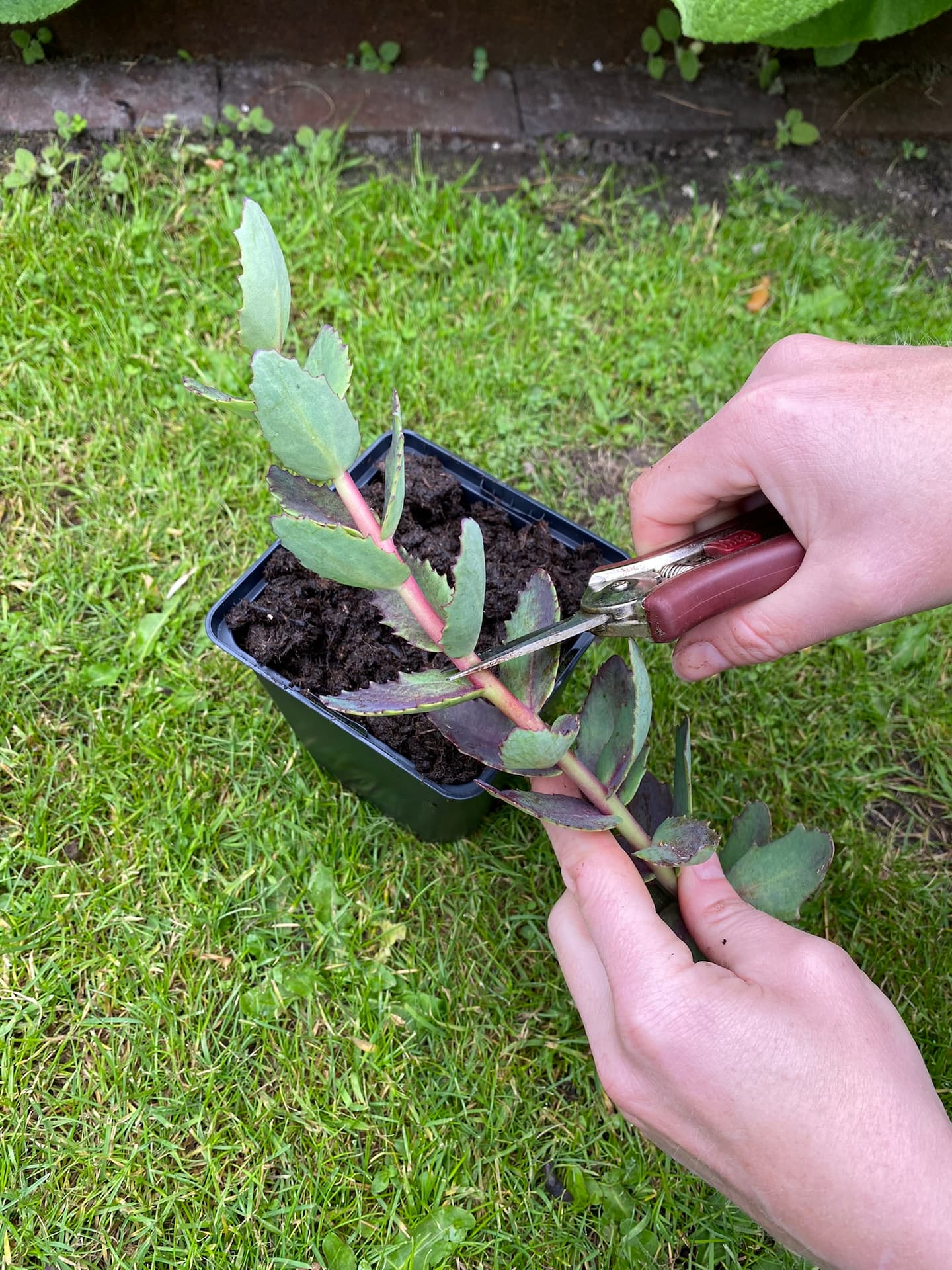 Stiklingen klippes. En længde på 8-12 cm er passende. Foto: Haveselskabet
