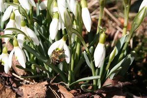 Vintergæk, Galanthus nivalis. Foto: Wikimedia