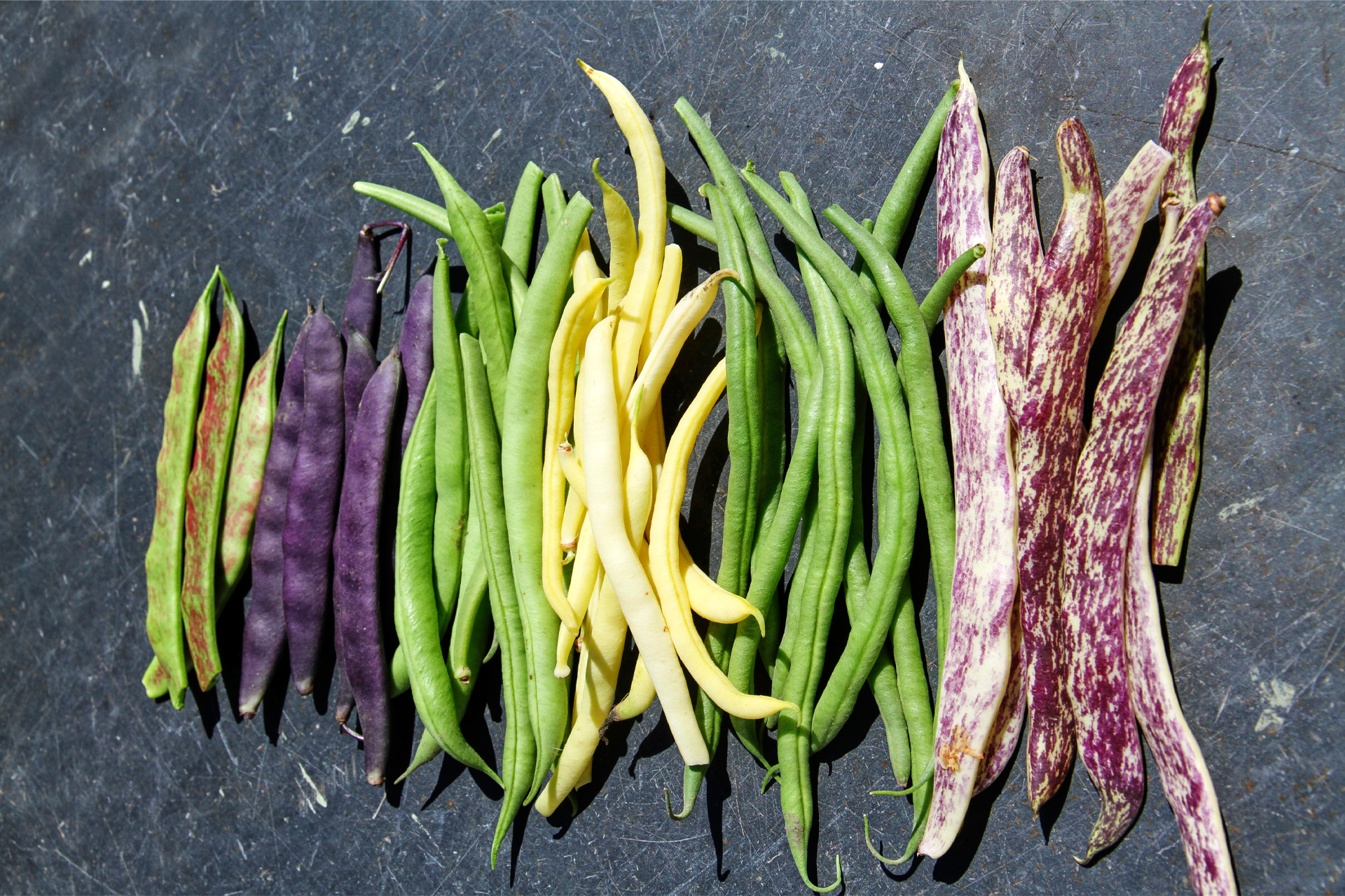 Seks sorter af buskbønne. Fra venstre: 'Borlotto Lingua di Fuoco Nano’, 'Purpiat', 'Maxi', 'Helios', 'Cipidon' og 'Merveille de Piemonte'. Foto: Karna Maj