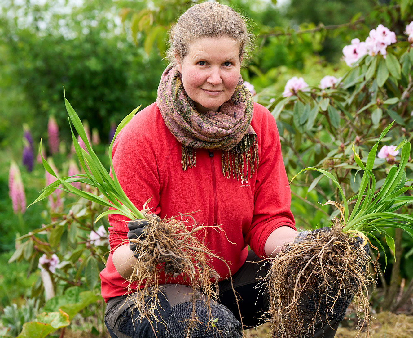 Bede på budget – Stauden er delt og de to dele kan plantes. Foto Henrik Bjerg