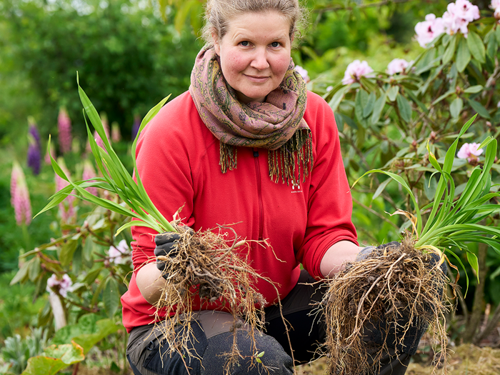 Bede på budget – Stauden er delt og de to dele kan plantes. Foto Henrik Bjerg