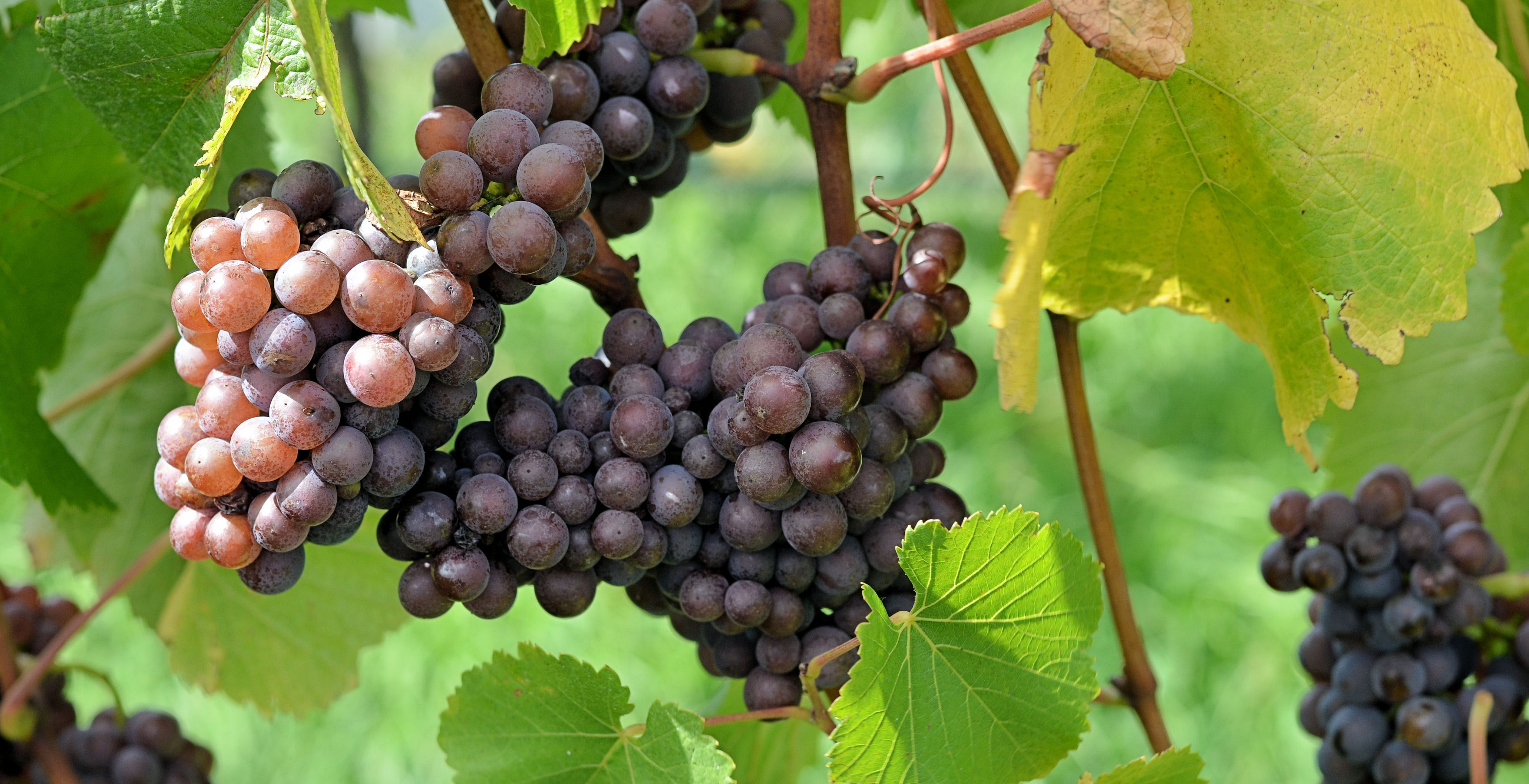 Blå vindrueklaser. Foto: Flickr