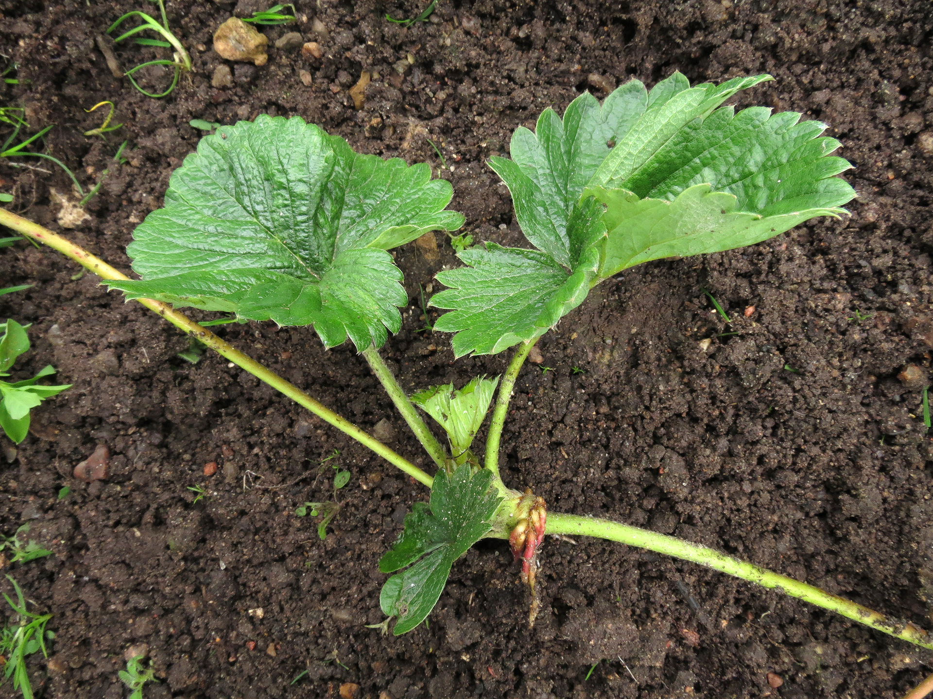 Jordbærstikling af sorten 'Rumba'. Foto: Flemming Rune
