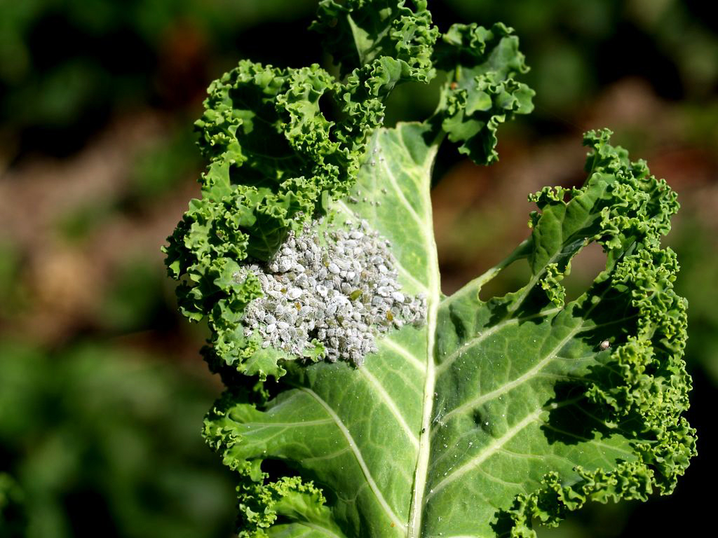 Kålbladlus. Foto: Magnus Gammelgaard