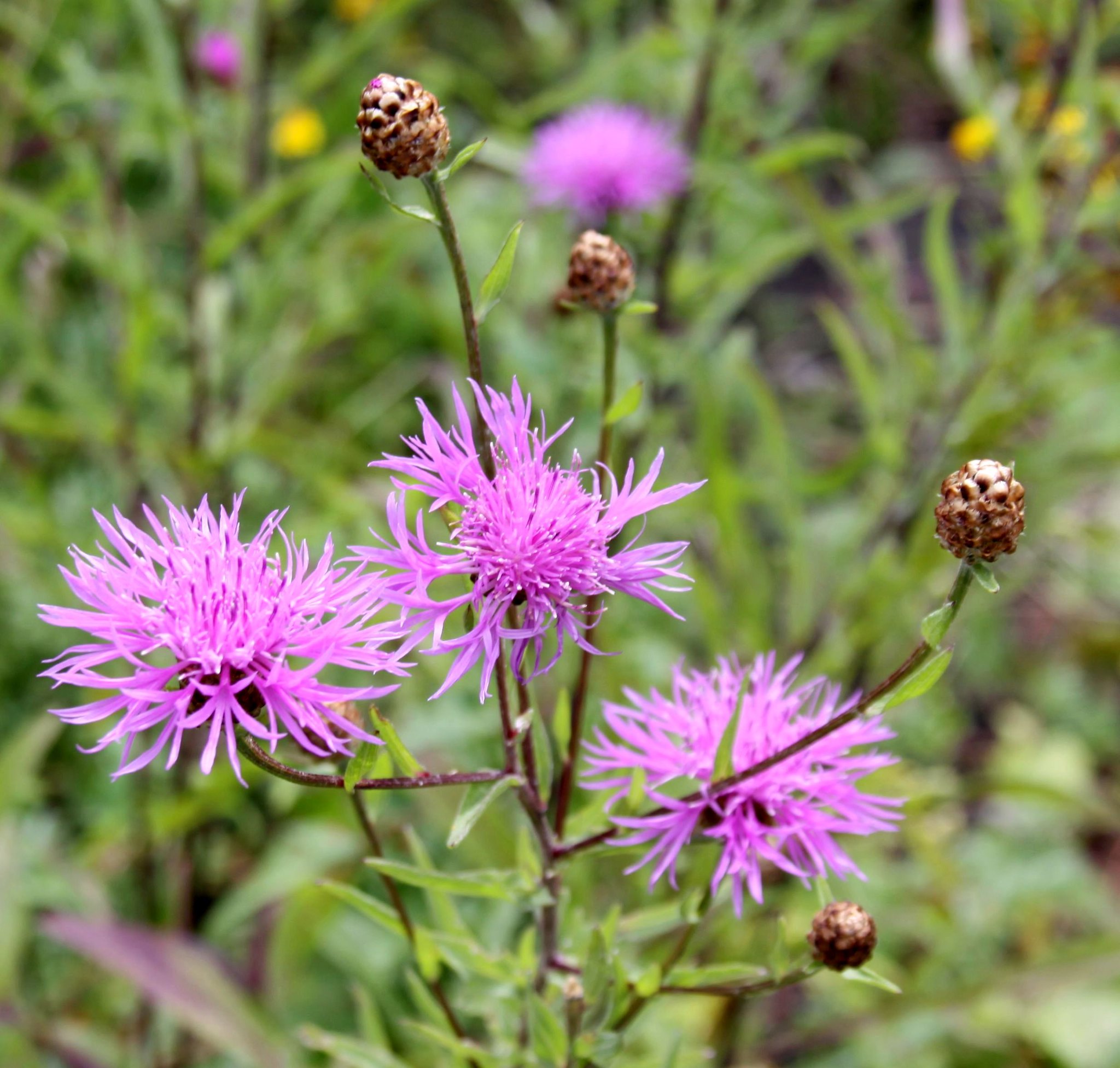 Almindelig knopurt, Centaurea jacea. Foto: Flickr /Drew Avery