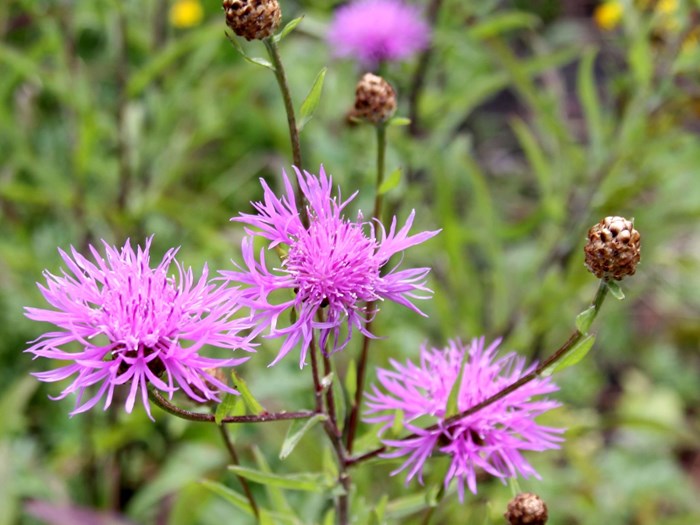 Almindelig knopurt, Centaurea jacea. Foto: Flickr /Drew Avery
