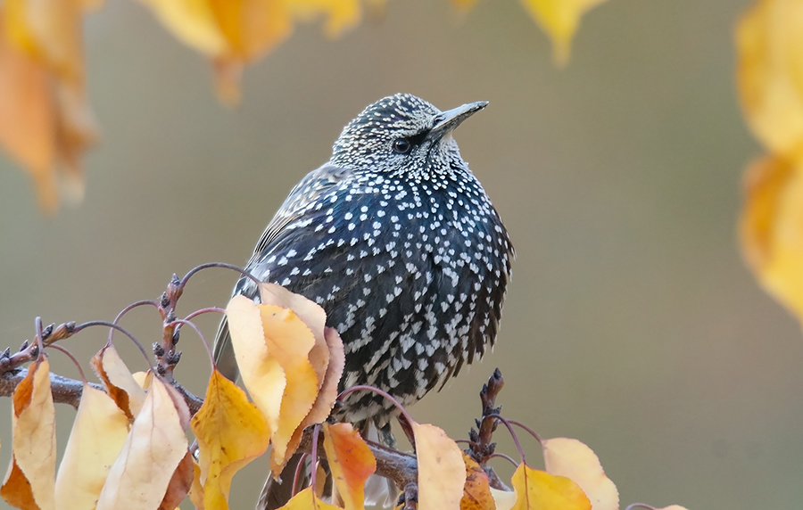 Stære er ikke så almindelige i England, som de var engang. På Great Dixter bliver de jævnligt observeret. Foto: Flickr/ Imran Shah