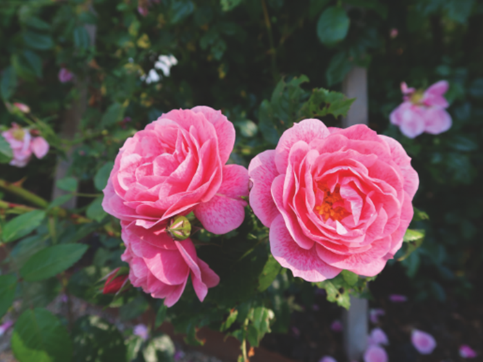 Rosa ‘Camelot’ (slyngrose). Foto: Danske Planteskoler