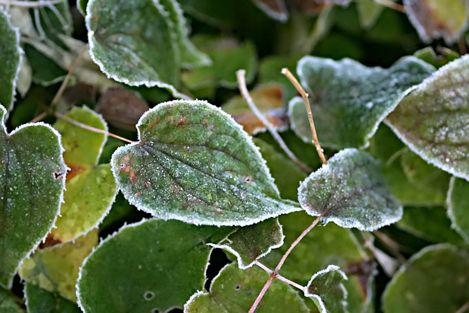 Bispehue med frost. Foto: Frank Kirkegaard