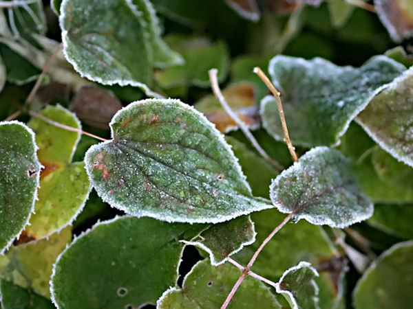 Bispehue med frost. Foto: Frank Kirkegaard