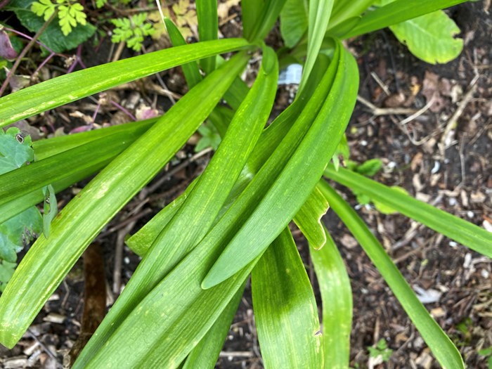 Plante med svage virussymptomer 1 år efter indkøb. Foto: Bodil Damgaard Petersen
