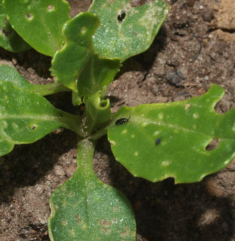 Jordloppe. Foto: Magnus Gammelgaard