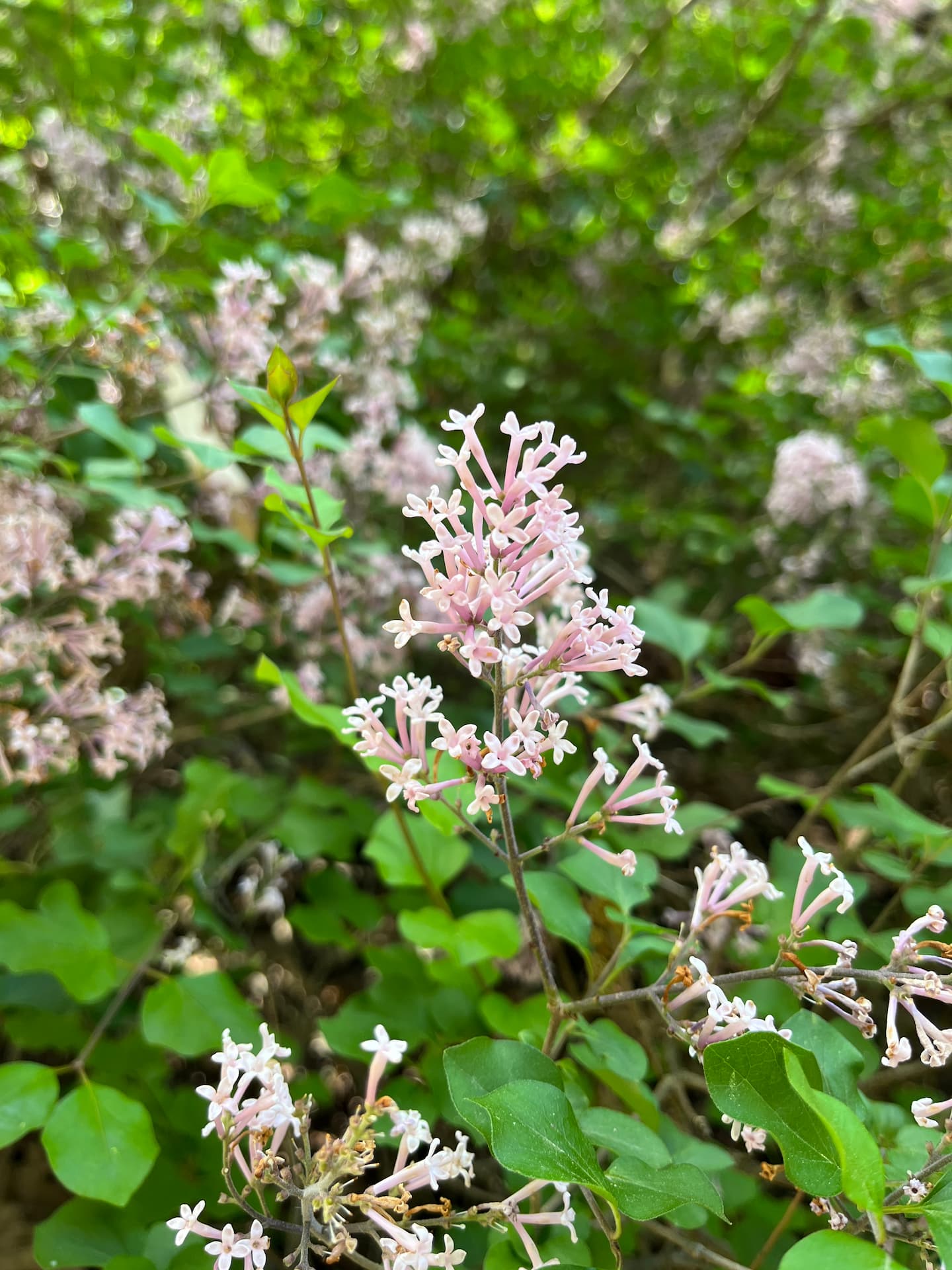 Palibinsyren er en dværgsyren som er god i mindre haver og i krukker.