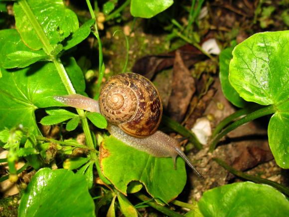 Plettet voldsnegl. Foto: Wikimedia