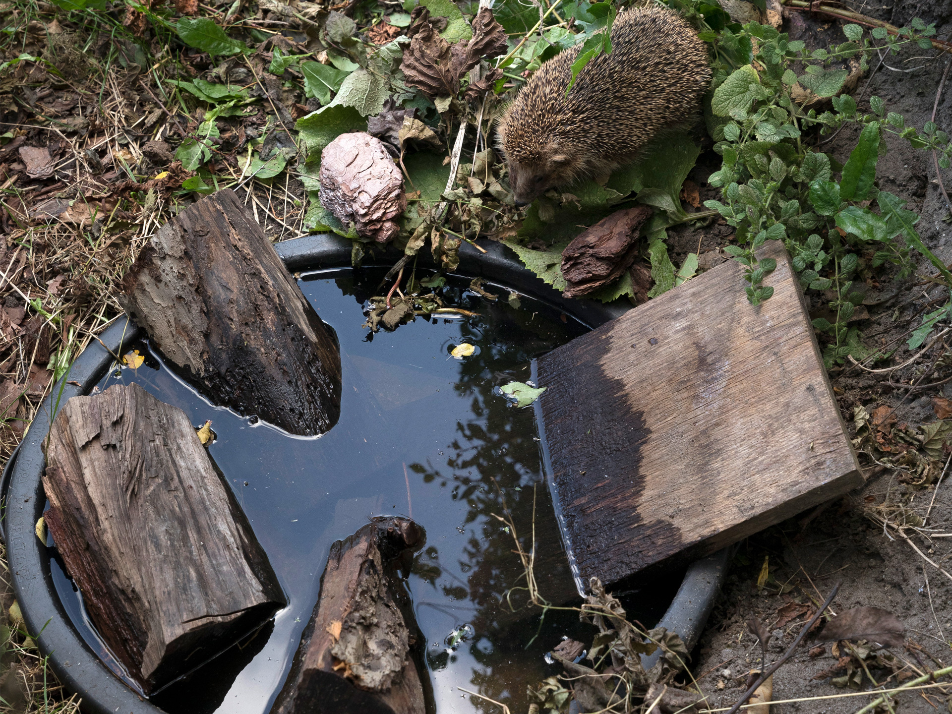 Pindsvin ved havedam lavet af en murerbalje sammen med Haveselskabet. Foto: Ann Malmgren