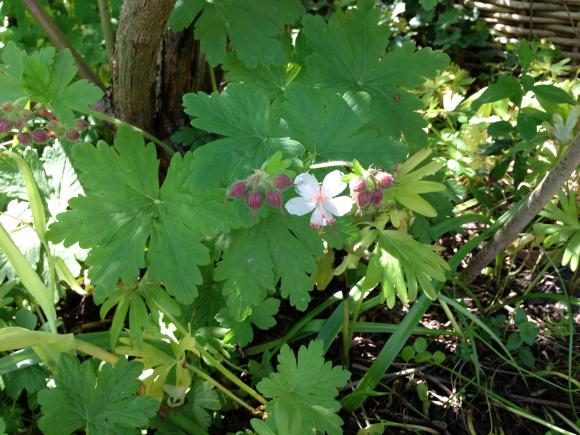 Geranium macrorrhizum - Fotograf: Gusta Clasen