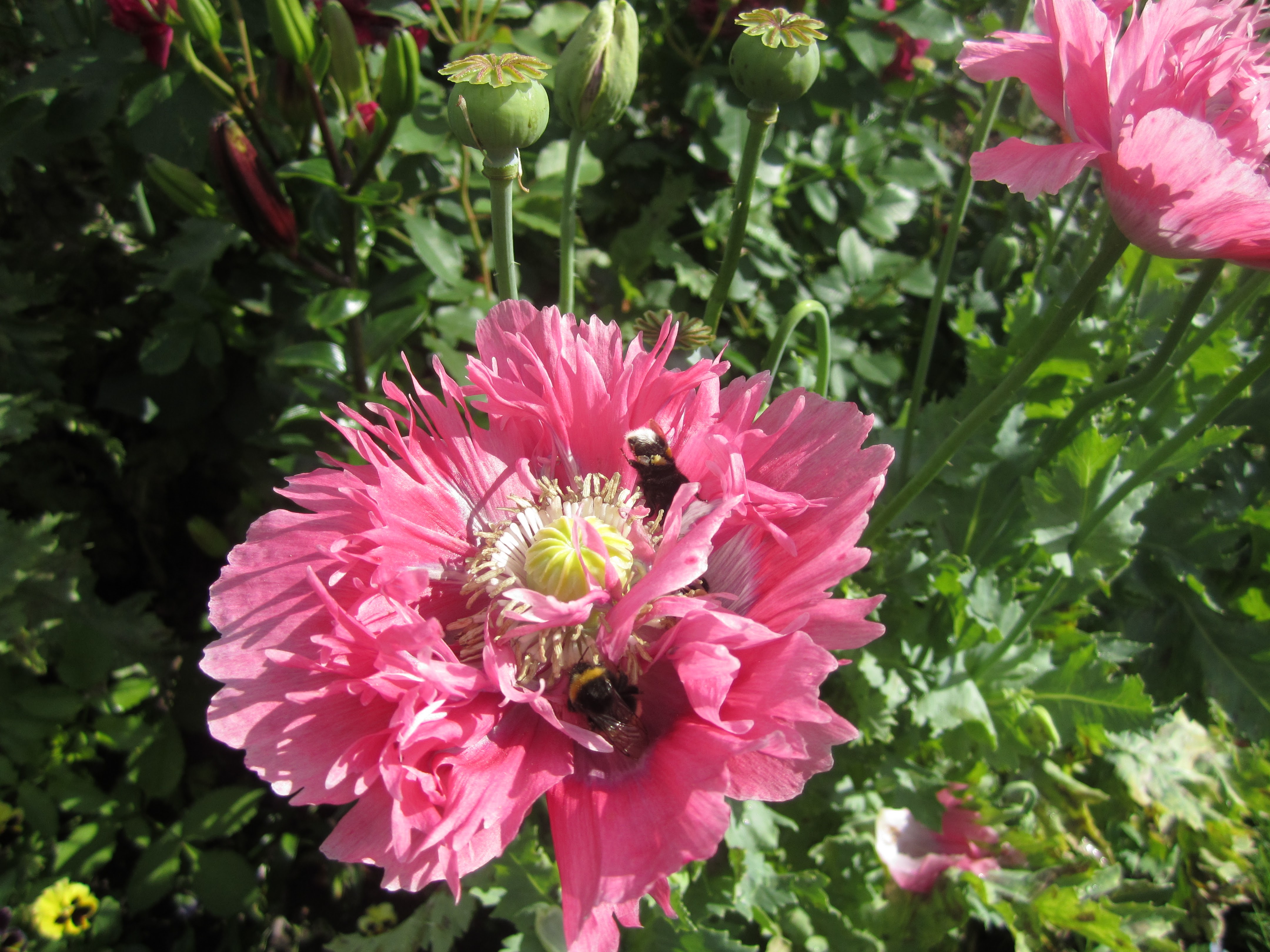 Opiumsvalmue, Papaver somniferum.
