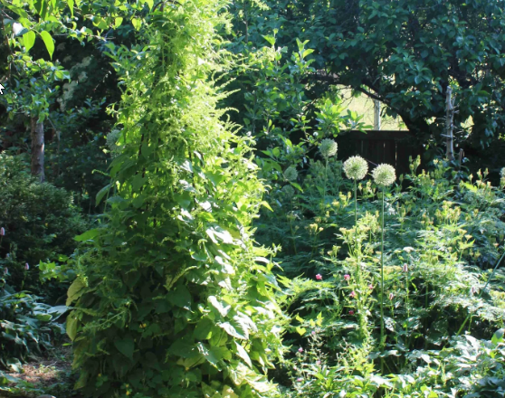 Den bæredygtige vej - selvforsyning og permahave