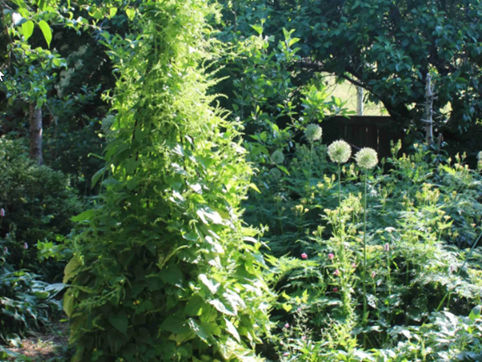 Den bæredygtige vej - selvforsyning og permahave