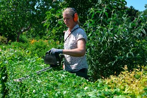 Hvis en bøgehæk bliver klippet i slutningen af juni, står den oftest flot resten af sæsonen. Foto: Haveselskabet
