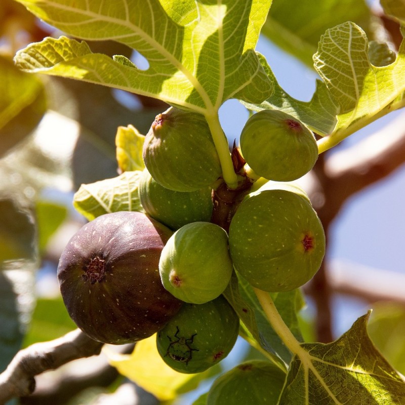 Figen, Ficus carica 'Røsnæs'. Foto: Ukendt kilde
