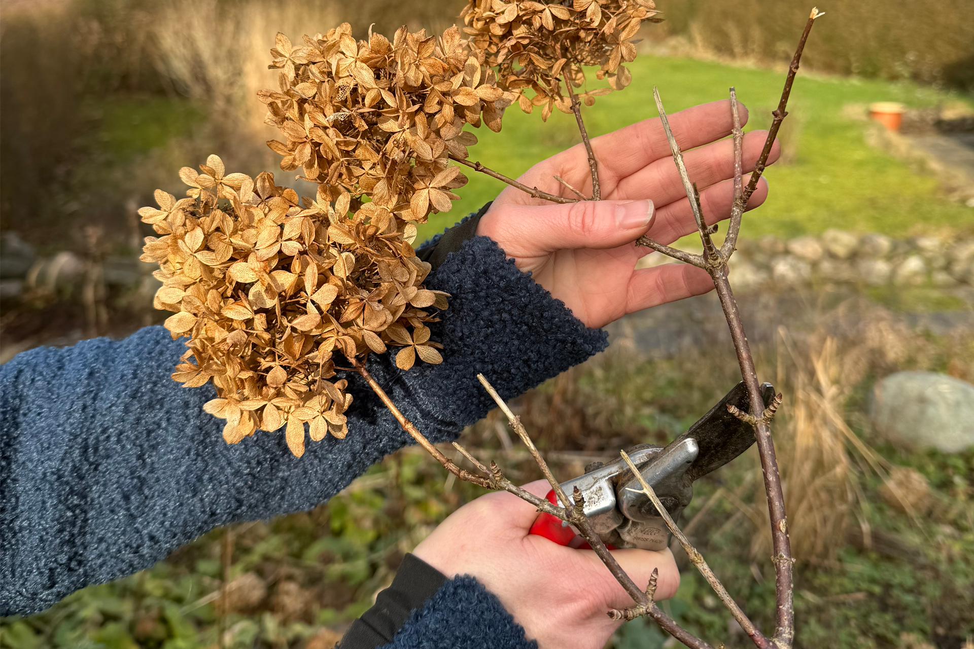 Beskæring af havehortensia, Hydrangea paniculata. Foto: Haveselskabet