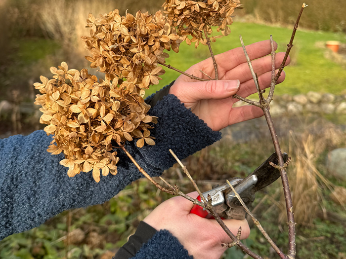 Beskæring af havehortensia, Hydrangea paniculata. Foto: Haveselskabet