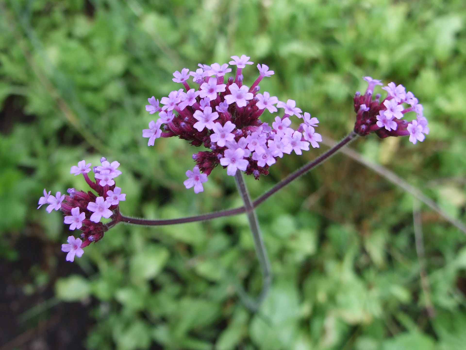 Kæmpejernurt, Verbena bonariensis. Foto: Flickr/ohi007