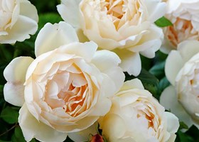 Rose 'Wollerton Old Hall'. Foto: Birthe og Ernst Jensen