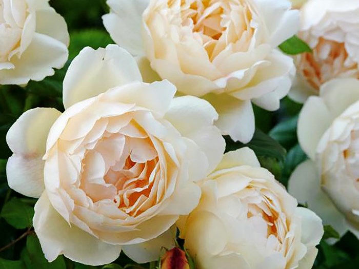 Rose 'Wollerton Old Hall'. Foto: Birthe og Ernst Jensen