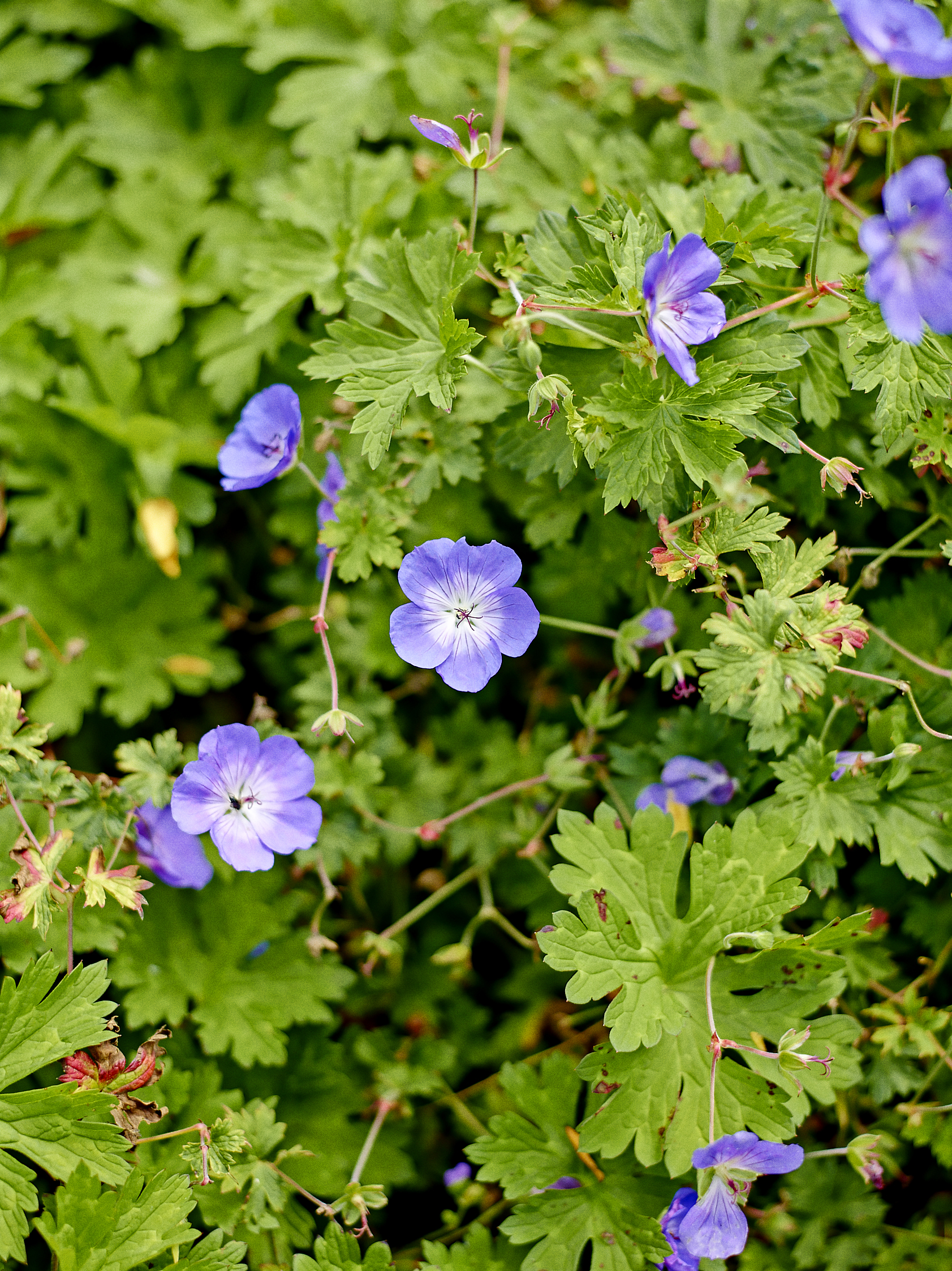 Storkenæb, Geranium. Foto: Martin Sølyst