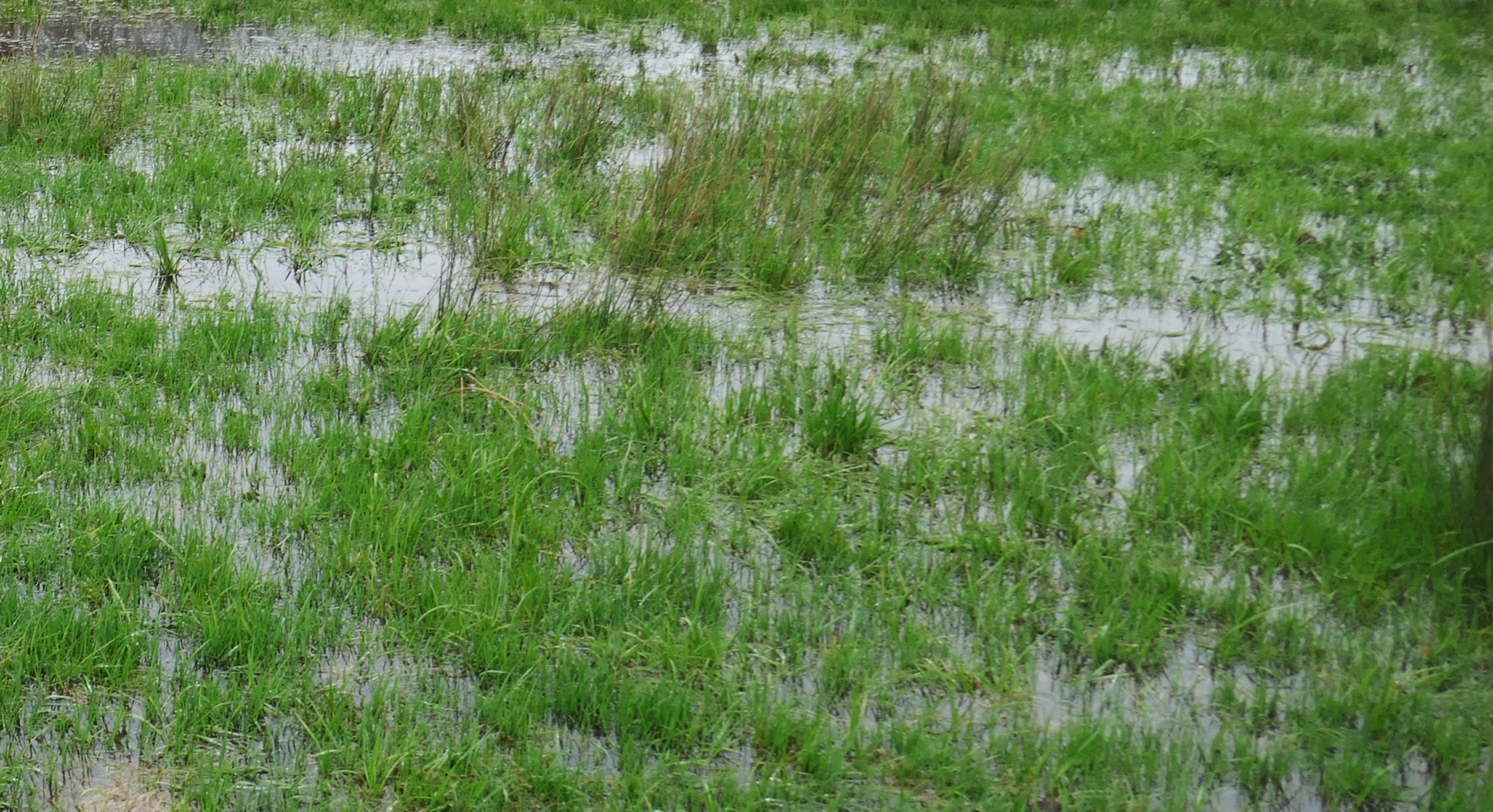 Foto: Flickr/ Henry Burrows