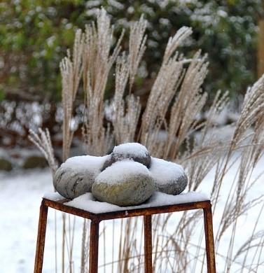 Prydgræs i vintertilstand. Foto: Poul Petersen