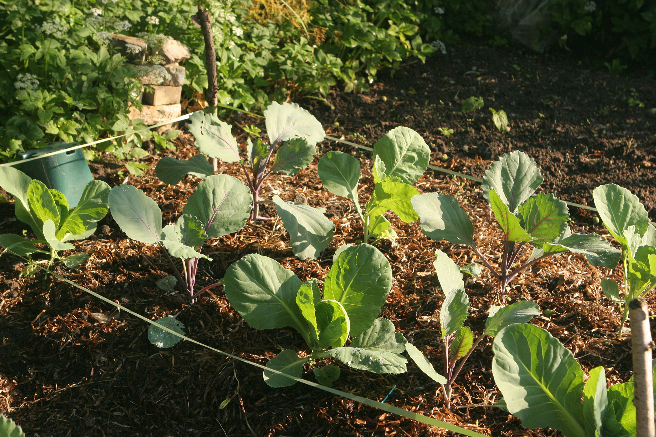 Kålbedet har fået et lag jorddække med ålegræs. En snor rundt om bedet i ca. 18 cm højde kan forhindre, at fasaner æder af de unge lækre kålblade. Foto: Karna Maj