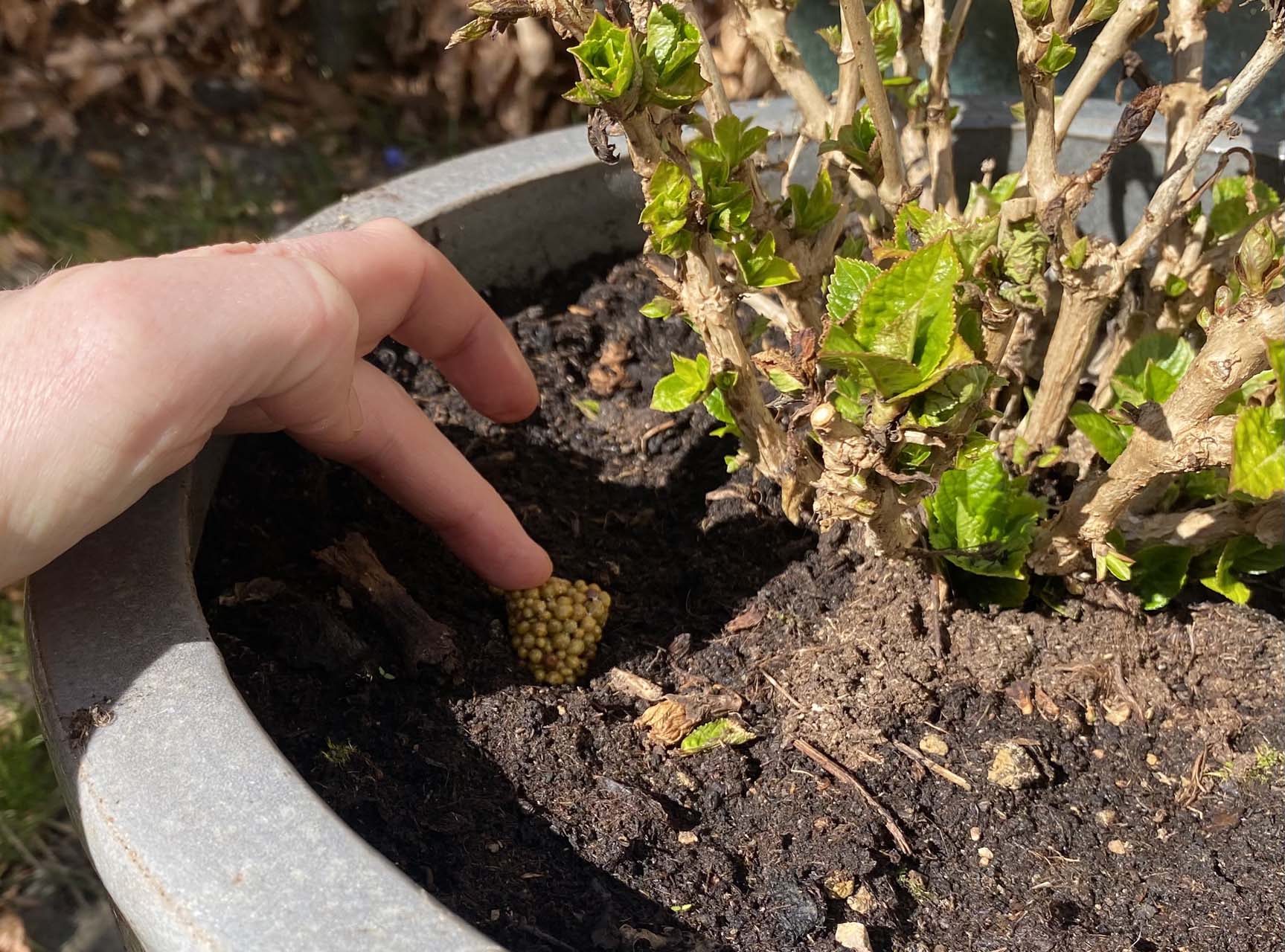 Gødningstablet af langtidsvirkende gødning stikkes i jorden i en krukke med hortensia. Foto: Haveselskabet