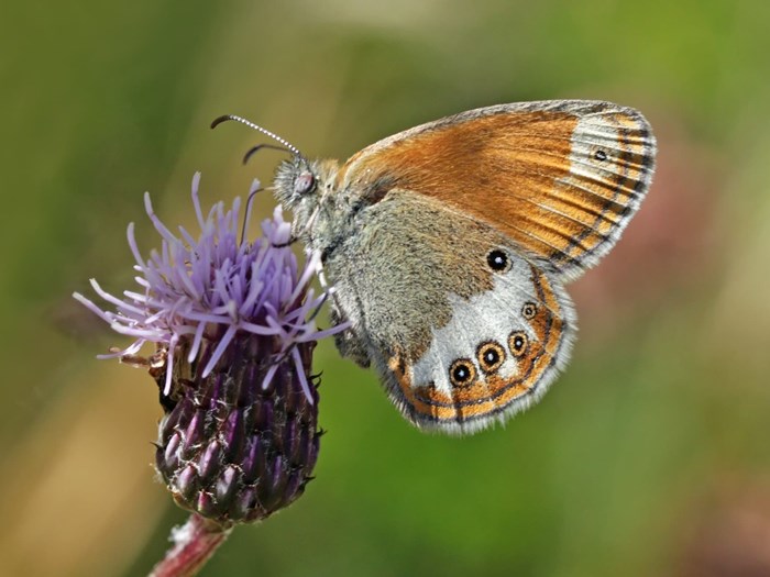 Sommerfuglen perlemorrandøje er næsten uddød. Haveselskabet
