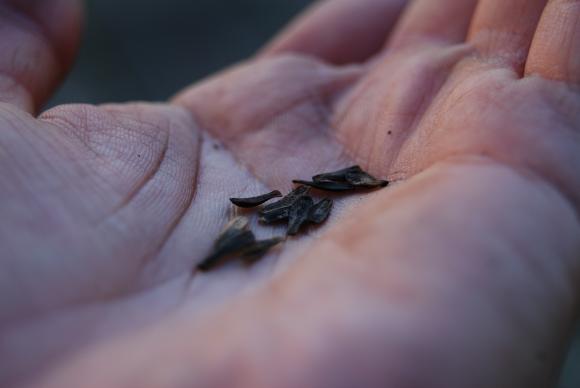 Georginefrø. Foto: Haveselskabet