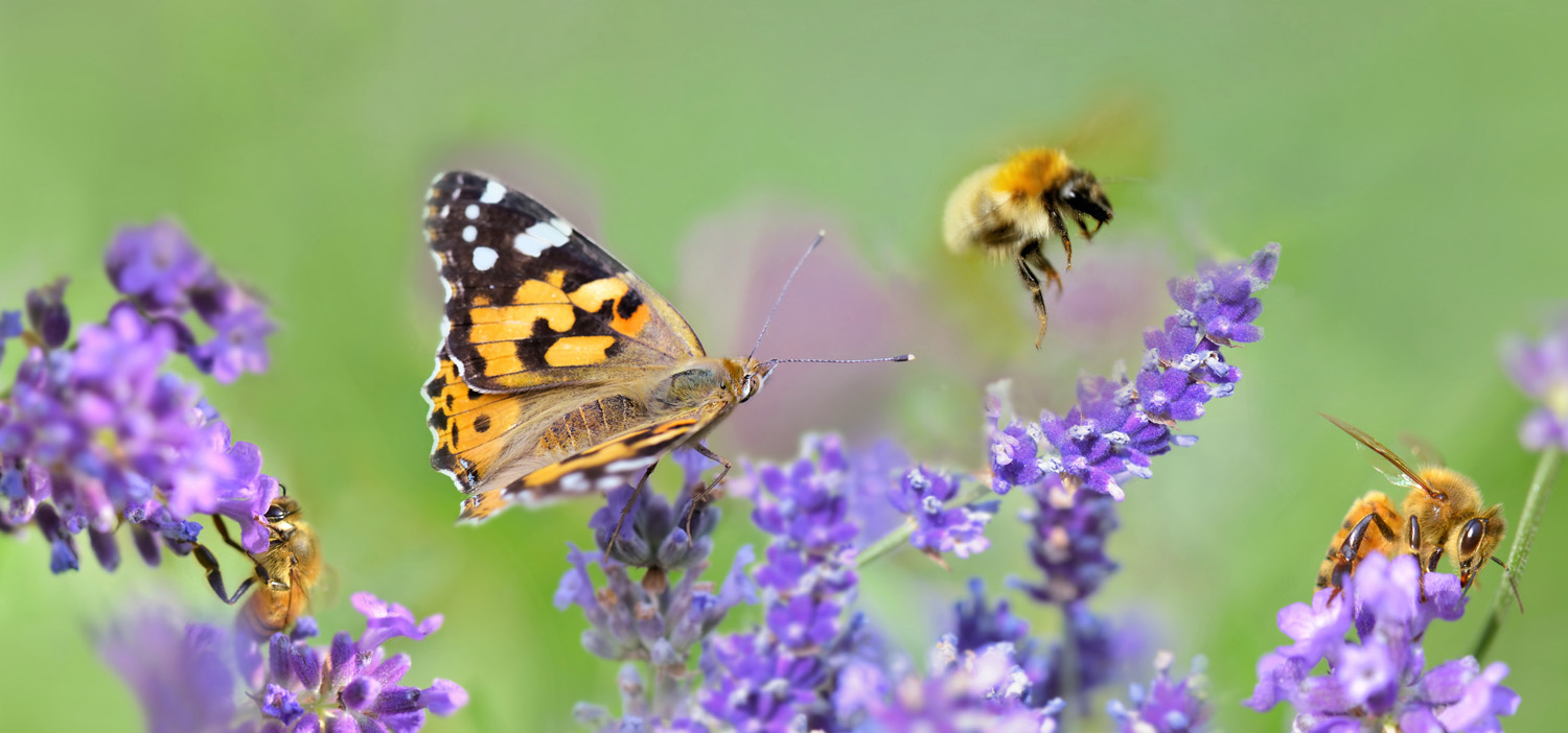 Lavendel er en virkelig god insektplante. FOTO: Istockphoto/sanddebeautheil