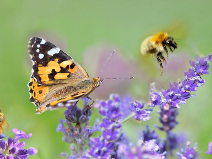 Lavendel er en virkelig god insektplante. FOTO: Istockphoto/sanddebeautheil