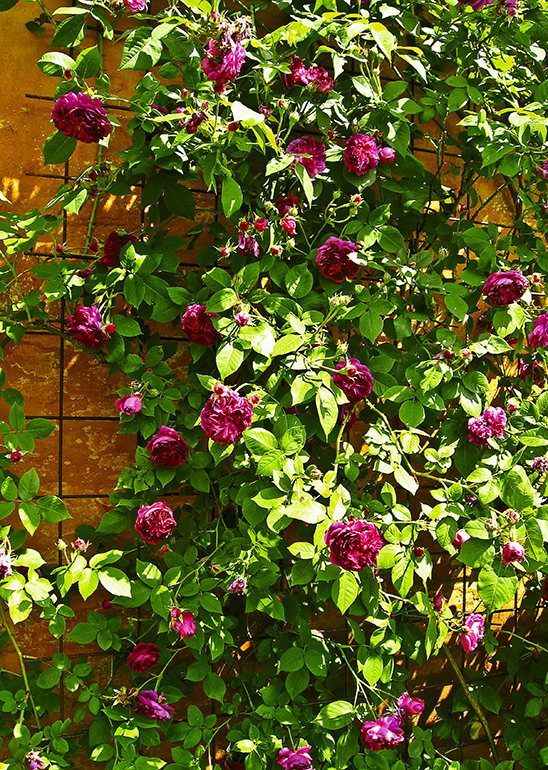 Klatrerose 'Erinnerung an Brod'. Foto: Jens Otto Pedersen