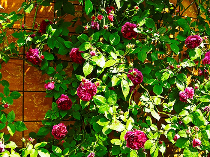 Klatrerose 'Erinnerung an Brod'. Foto: Jens Otto Pedersen