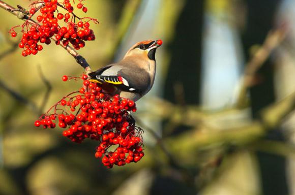 Silkehale tager for sig af de lækre rønnebær. Foto: Biofoto/Lars Gejl