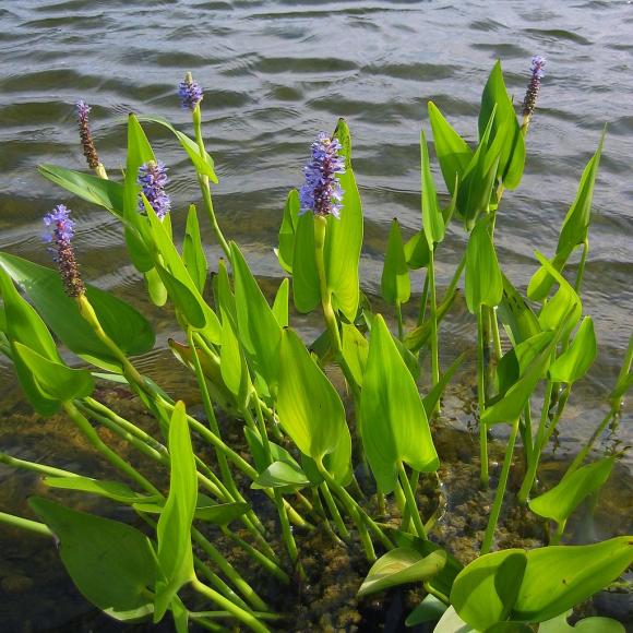 Vandkærte, Pontederia cordata. Foto: Wikimedia