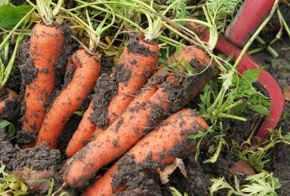 Nyopgravede gulerødder. Foto: Karna Maj
